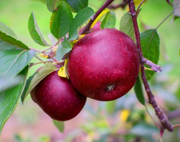 Jabłoń malinówka Oberlandzka